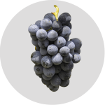 Cariñena uva